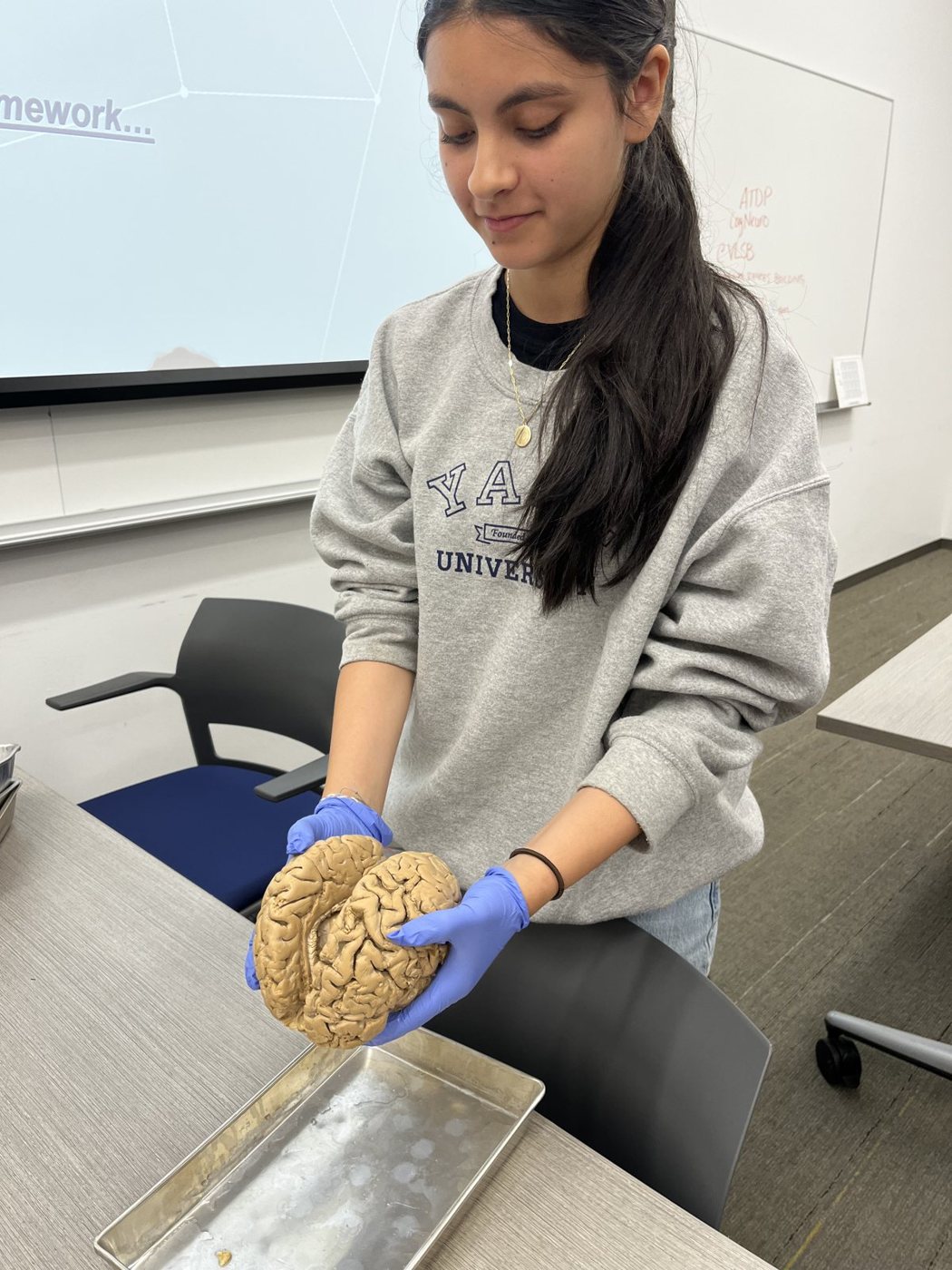 Afrah Nazar in blue gloves holding a lamb brain over a dissection tray in a classroom
