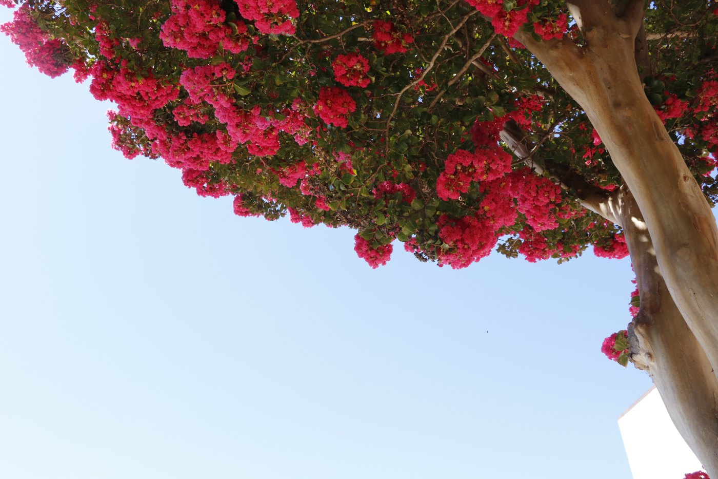 Red bougainvillea flowers against a clear blue sky, shot from below